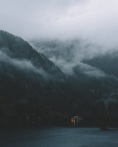 forest covered with fog thumbnail