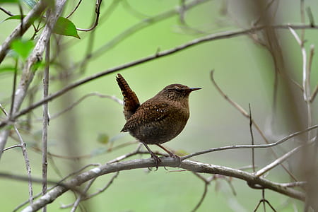 brown bird on tree twig in selective focus photo thumbnail