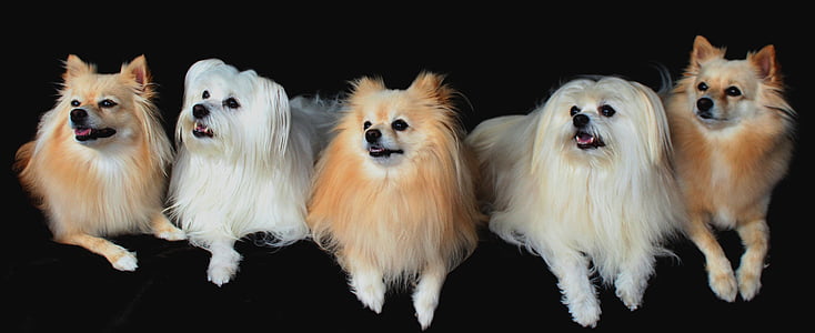 long-coated two white and three brown dogs thumbnail