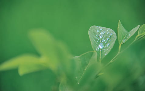 Green Leaf Plant thumbnail