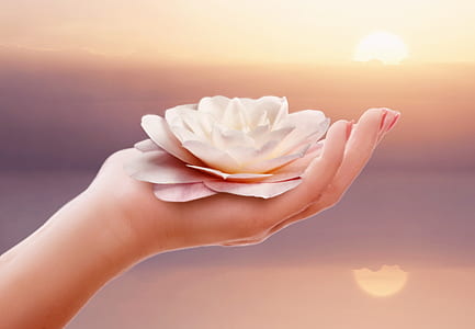 person holding white lotus flower thumbnail
