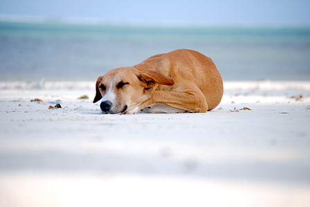 dog lying on white sand thumbnail