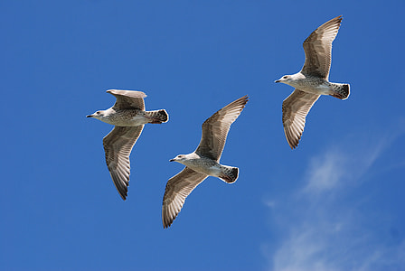 three gray flying seagulls thumbnail