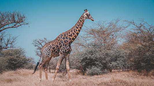 giraffe in forest thumbnail