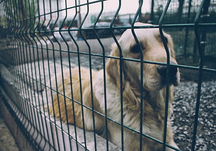 adult golden retriever beside fence on focus photo thumbnail