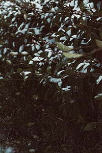 photo of snow-covered green leafed tree thumbnail