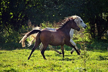 brown and white horses running thumbnail