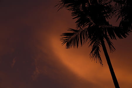 silhouette photo of coconut trees thumbnail