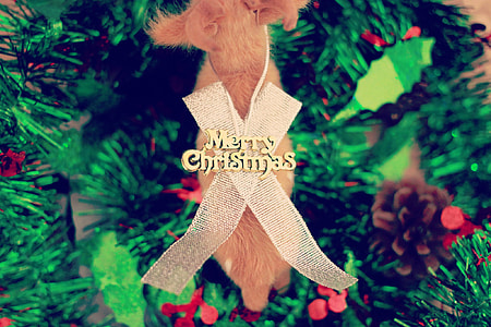 brown medium coated dog wearing white Merry Christmas decor thumbnail