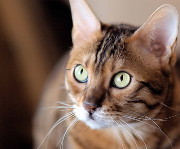 shallow focus photography of tabby cat thumbnail
