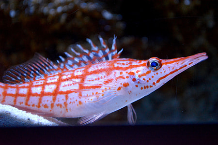 To Download Gombe, Aquarium thumbnail
