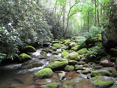 green leaf trees near river during daytime photo thumbnail