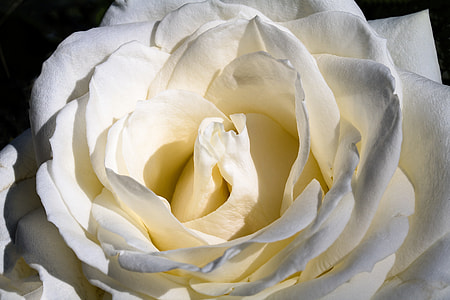 close-up photo of white rose thumbnail