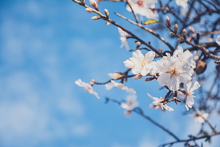 tilt shift lens photography of white blossom flowers thumbnail