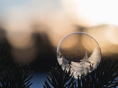 photo of ball on pine trees thumbnail