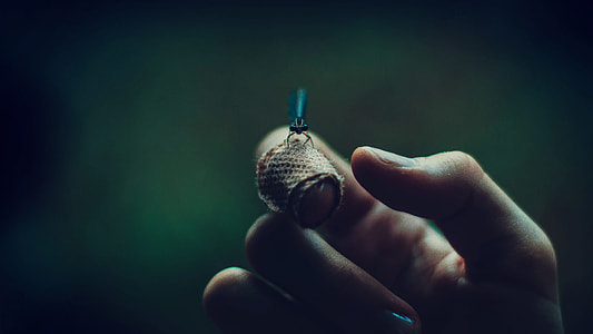 Midge thumbnail