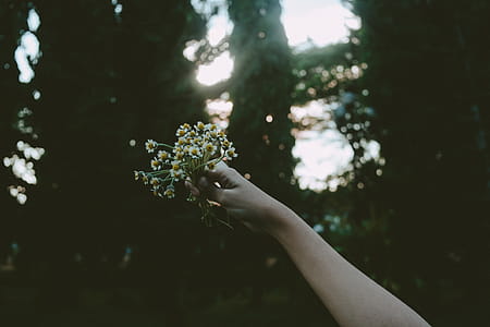 Person Holding Yellow Petal Flower during Daytime thumbnail