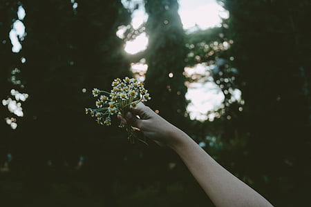 person holding white and yellow flowers thumbnail