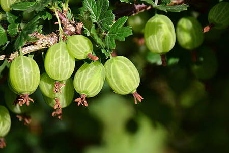 closeup photo of oblong green fruit thumbnail