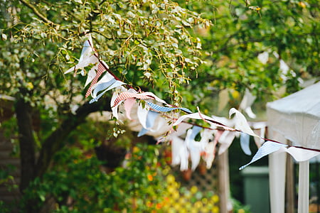 tilt shift lens photography of white and blue bunting during daytime thumbnail