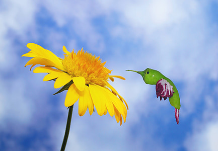 photo of sunflower thumbnail
