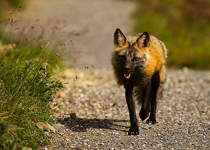 brown and black fox thumbnail