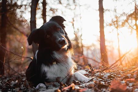 adult white and black border collie lying on dried leaves near trees thumbnail