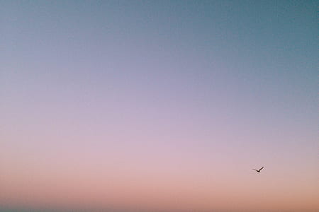 bird flying over the horizon thumbnail