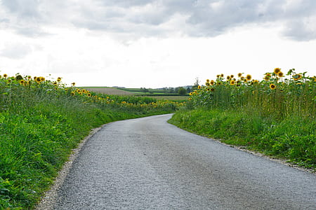 concrete road near at sunflower field thumbnail