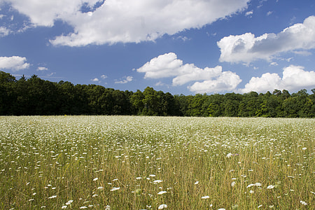 flower field under cumulus clouds during daytime thumbnail