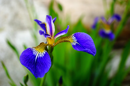 shallow focus photography of blue flowers during daytime thumbnail