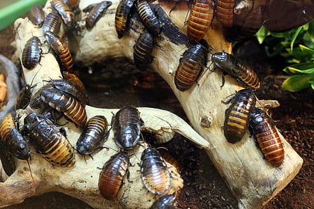 cockroaches on drift wood thumbnail