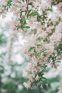 focus photo of white petaled flowers thumbnail
