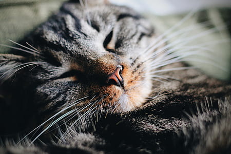 closeup photography of sleeping grey and brown tabby cat thumbnail