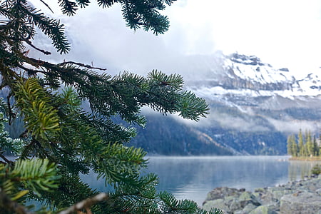 selective focus photography of pine tree thumbnail