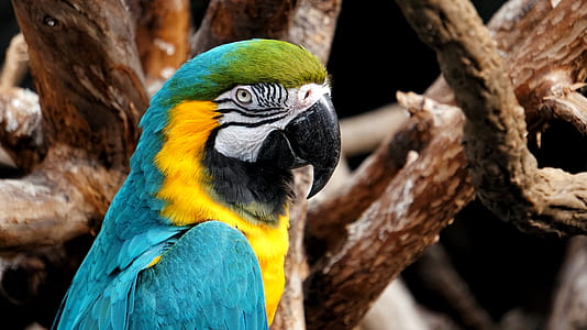 yellow-and-blue macaw thumbnail
