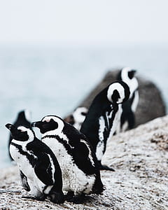 closeup photography of two white-and-black penguins thumbnail