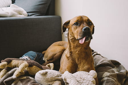 tan dog lying on the grey textile thumbnail