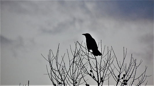 silhouette of black bird perch on bare trees thumbnail