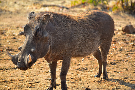 wild boar on close up photography thumbnail