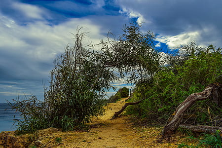 green vine arch under white and blue sky thumbnail
