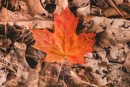 fallen orange maple leaf on dried leaves thumbnail