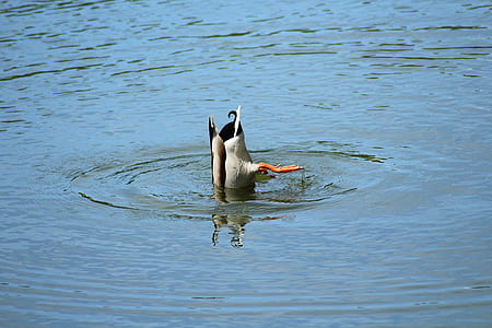 duck on body of water thumbnail
