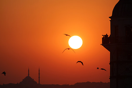 silhouette of birds flying during golden hour thumbnail