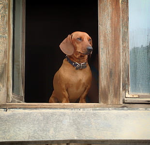 brown dog on window thumbnail