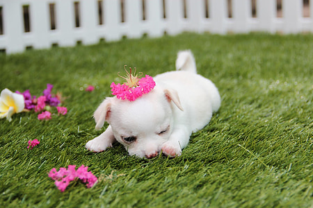 photo of white puppy laying on green grass thumbnail