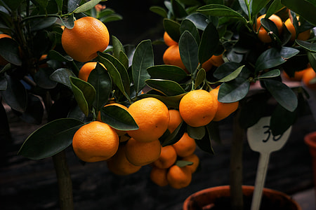 orange fruit thumbnail