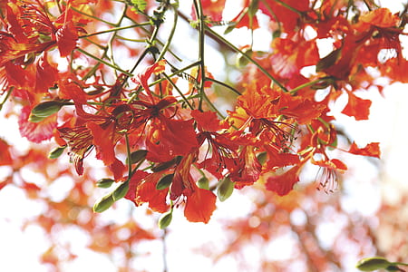 nature, flowers, petals, blur thumbnail