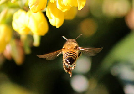 close-up photography of honeybee flying near yellow petaled flowers thumbnail
