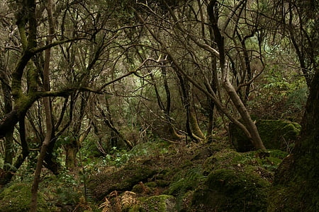 forest, tilos, palma, nature, day, outdoors thumbnail